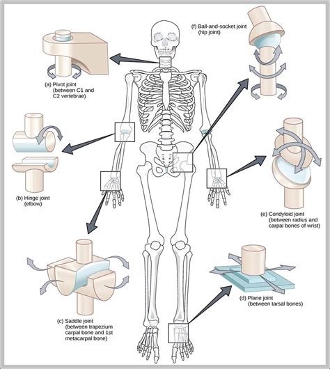 屈戌關節|屈戍關節/鉸鏈關節/樞紐關節(Hinge joint)